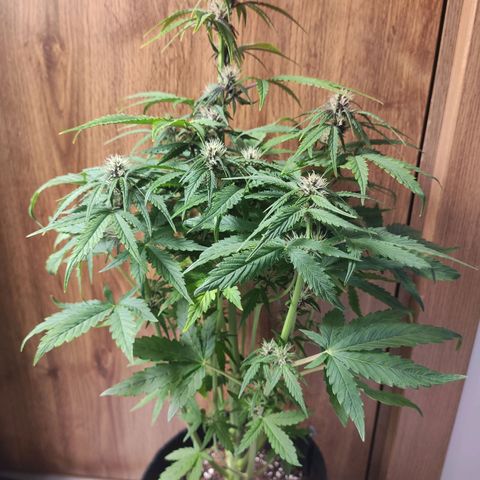Purplematic CBD growlog timeline photo