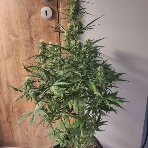 Royal AK Automatic growlog timeline photo