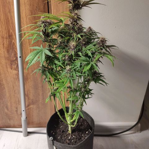 Purplematic CBD growlog timeline photo