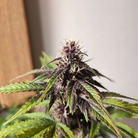 Purplematic CBD growlog timeline photo