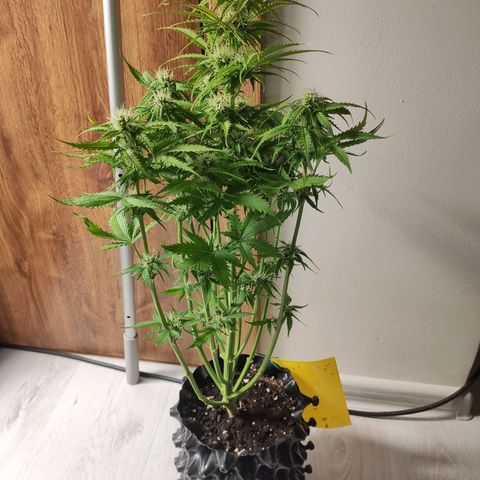 Purplematic CBD growlog timeline photo