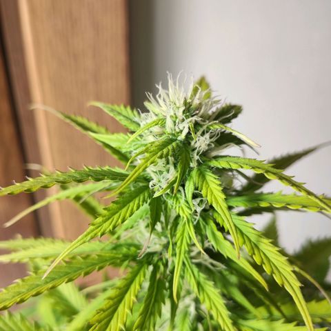 Purplematic CBD growlog timeline photo
