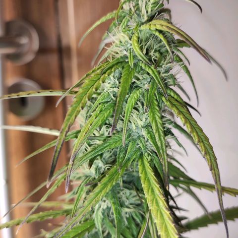 Royal AK Automatic growlog timeline photo