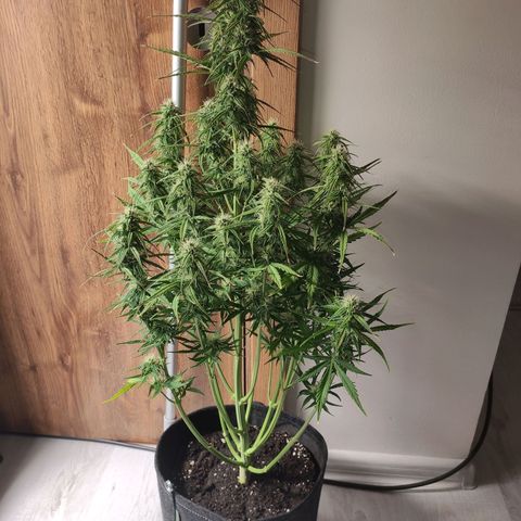 Royal AK Automatic growlog timeline photo