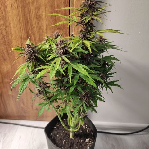 Purplematic CBD growlog timeline photo