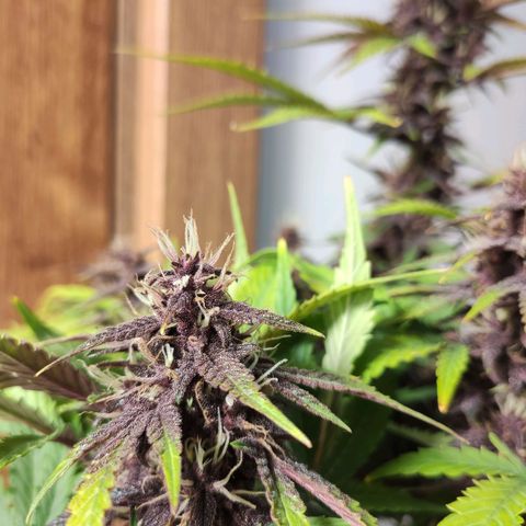 Purplematic CBD growlog timeline photo