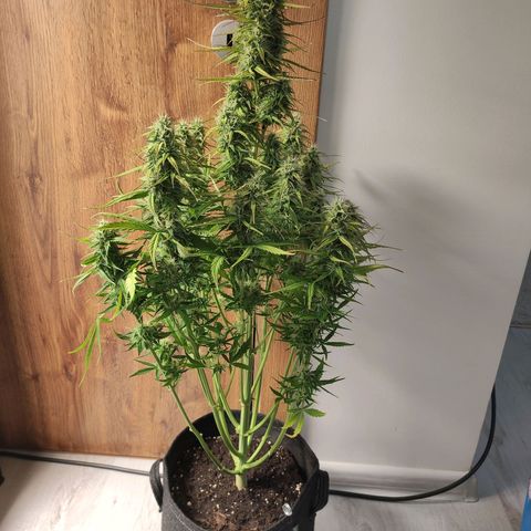 Royal AK Automatic growlog timeline photo