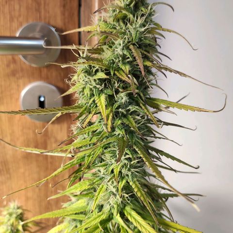 Royal AK Automatic growlog timeline photo