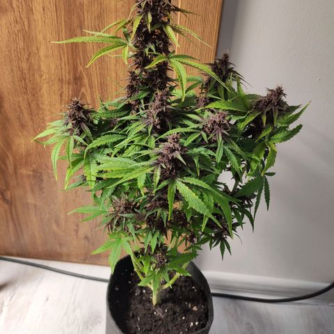 Purplematic CBD growlog timeline photo