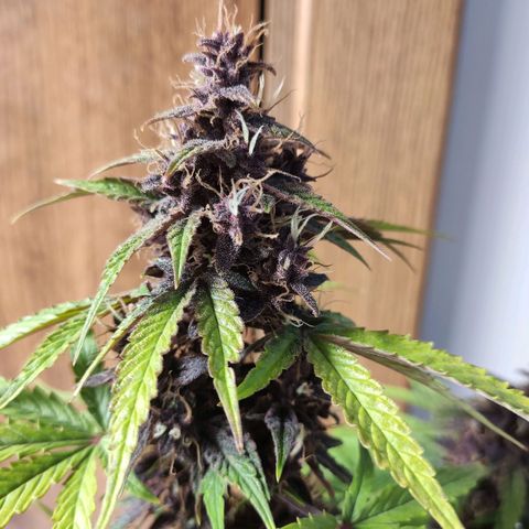 Purplematic CBD growlog timeline photo