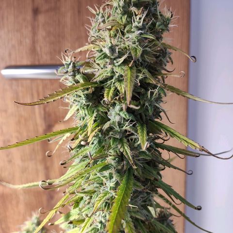 Royal AK Automatic growlog timeline photo