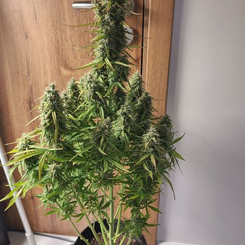Royal AK Automatic growlog timeline photo
