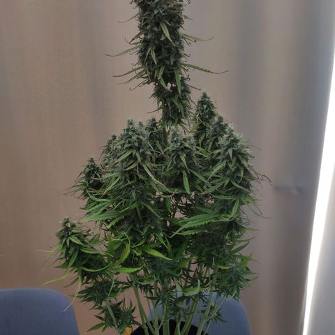 Royal AK Automatic growlog timeline photo