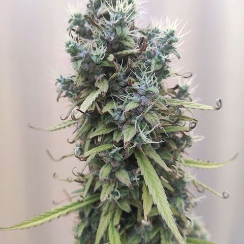 Royal AK Automatic growlog timeline photo