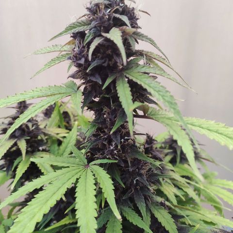 Purplematic CBD growlog timeline photo