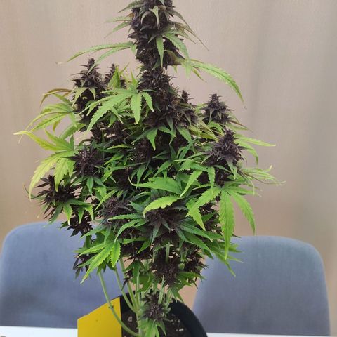 Purplematic CBD growlog timeline photo