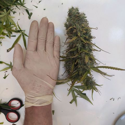 Royal AK Automatic growlog timeline photo