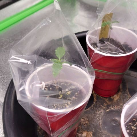 Candy Store RBX growlog timeline photo