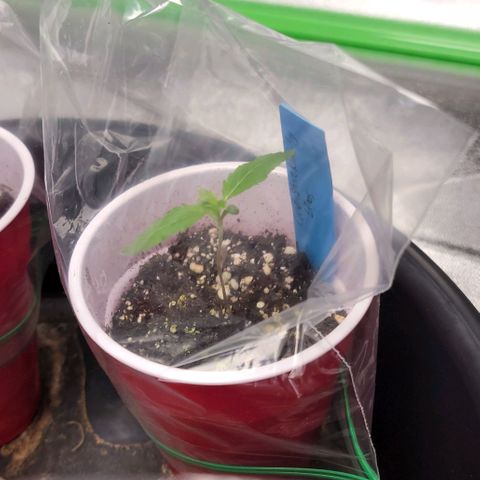 Candy Store RBX growlog timeline photo