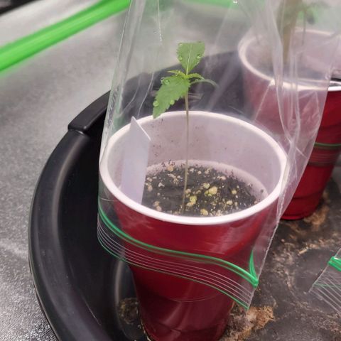 Candy Store RBX growlog timeline photo
