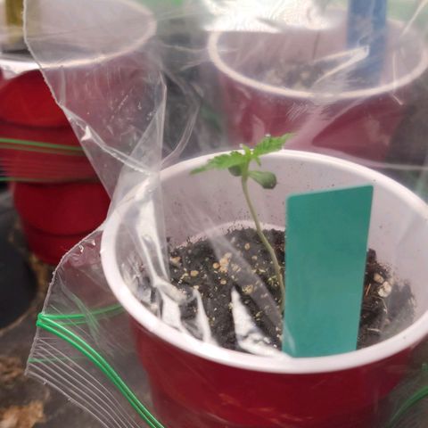 Candy Store RBX growlog timeline photo