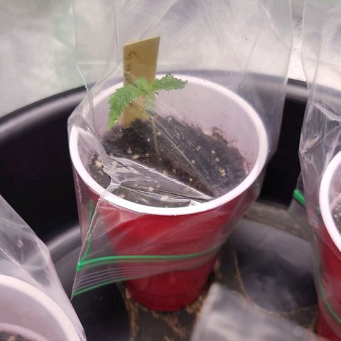 Candy Store RBX growlog timeline photo