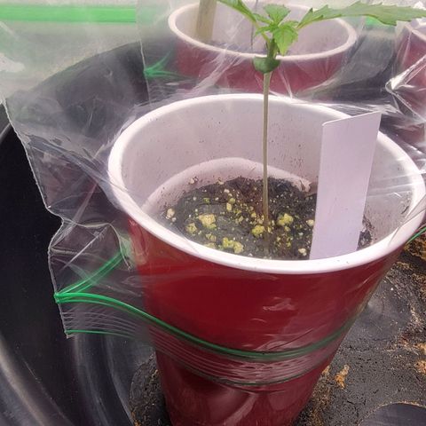 Candy Store RBX growlog timeline photo