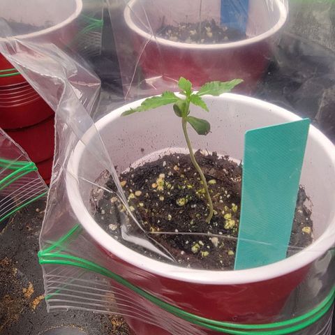Candy Store RBX growlog timeline photo