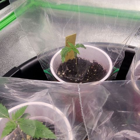 Candy Store RBX growlog timeline photo