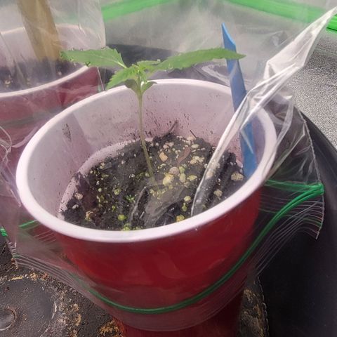 Candy Store RBX growlog timeline photo