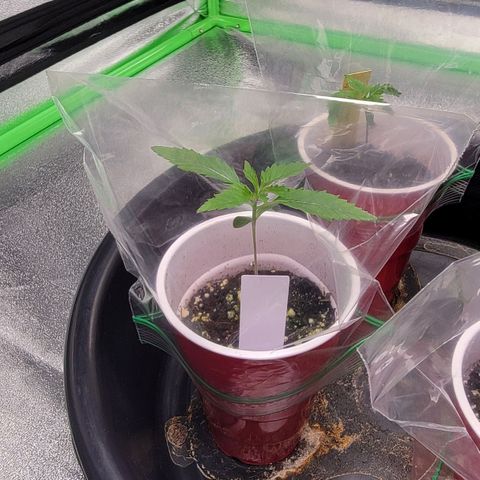 Candy Store RBX growlog timeline photo