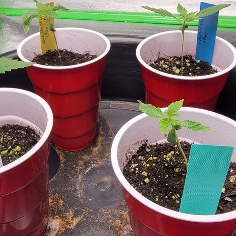 Candy Store RBX growlog timeline photo