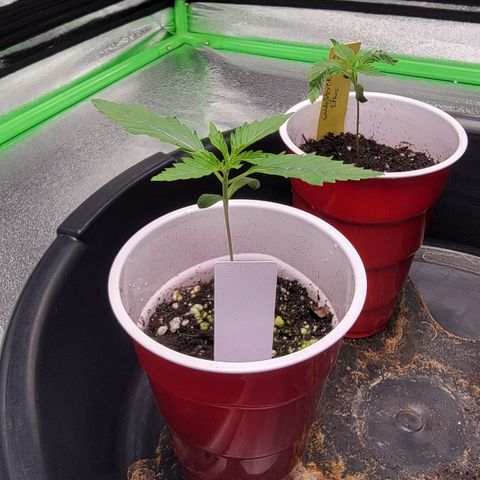 Candy Store RBX growlog timeline photo