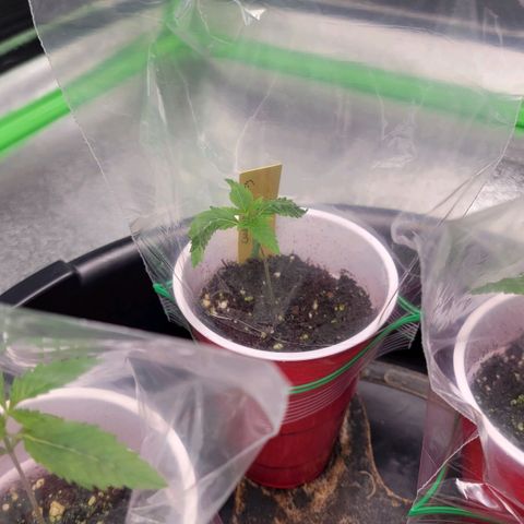 Candy Store RBX growlog timeline photo
