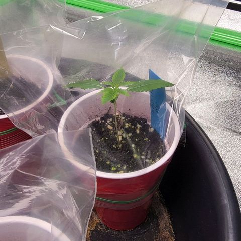 Candy Store RBX growlog timeline photo