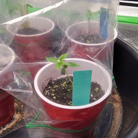 Candy Store RBX growlog timeline photo