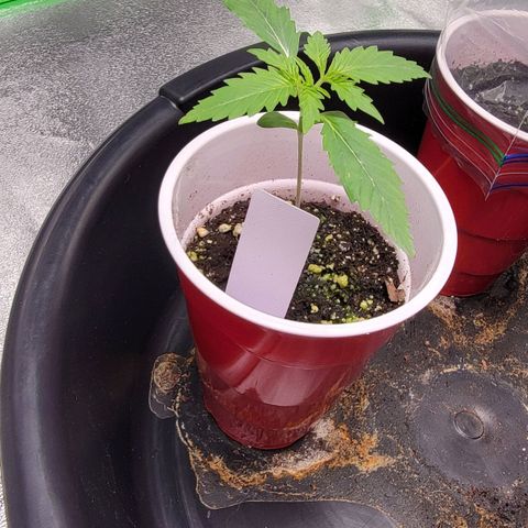 Candy Store RBX growlog timeline photo