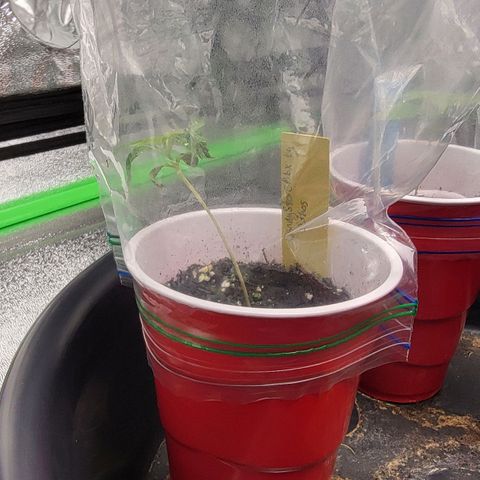 Candy Store RBX growlog timeline photo