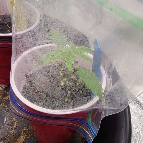Candy Store RBX growlog timeline photo