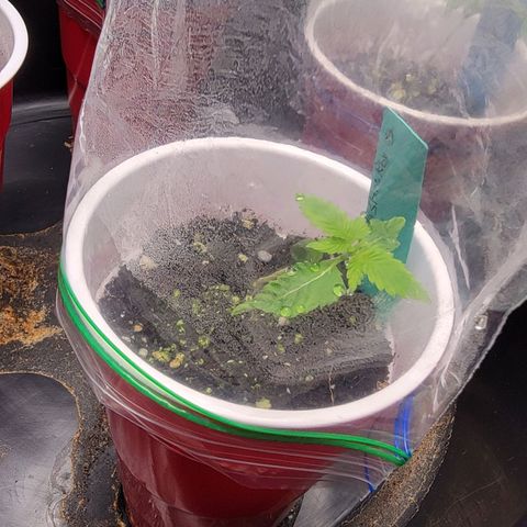 Candy Store RBX growlog timeline photo