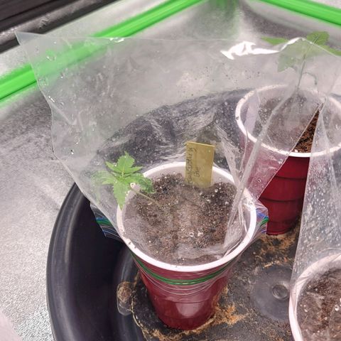 Candy Store RBX growlog timeline photo