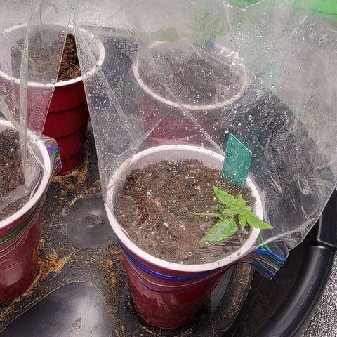Candy Store RBX growlog timeline photo
