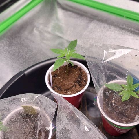 Candy Store RBX growlog timeline photo
