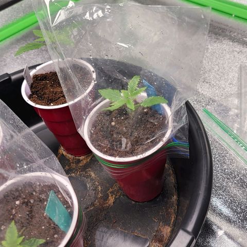 Candy Store RBX growlog timeline photo