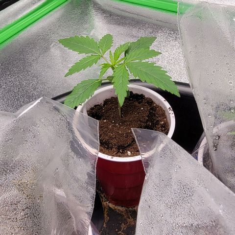 Candy Store RBX growlog timeline photo