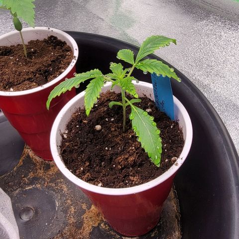Candy Store RBX growlog timeline photo