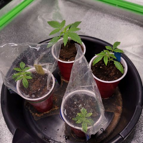 Candy Store RBX growlog timeline photo