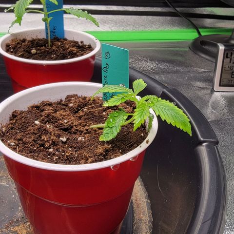 Candy Store RBX growlog timeline photo