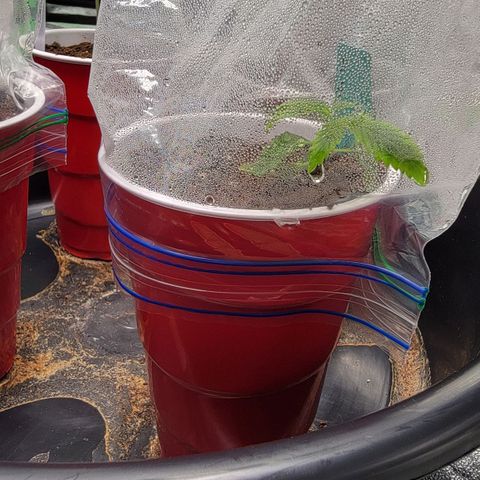 Candy Store RBX growlog timeline photo