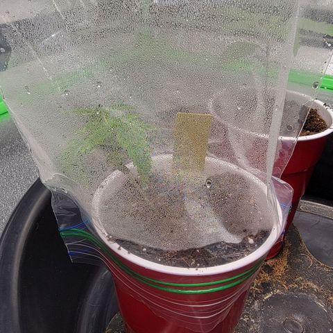 Candy Store RBX growlog timeline photo